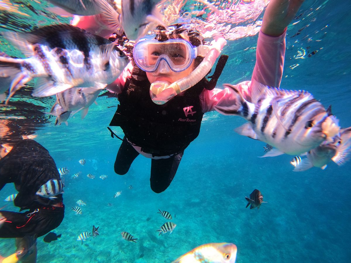 熱帯魚&サンゴ礁スノーケリング 透明度抜群の海とカラフルな、水中世界