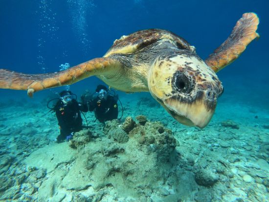 慶良間ボート体験ダイビング シュノーケリングも楽しめる！魅力をたっぷり詰め込んだ大満足プラン＜1日／送迎相談可／英語対応可能＞