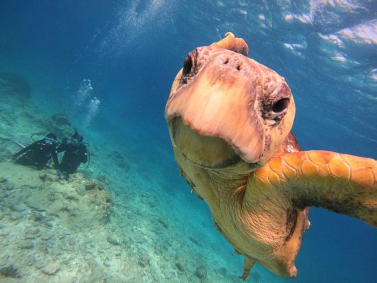 慶良間ボート体験ダイビング シュノーケリングも楽しめる！魅力をたっぷり詰め込んだ大満足プラン＜1日／送迎相談可／英語対応可能＞