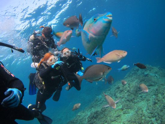 熱帯魚&サンゴ礁体験ダイビング 透き通る綺麗な海でサクッとダイビング！効率よく体験したい方にオススメ◎＜1日／送迎相談可／英語対応可能／北谷＞