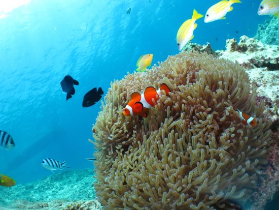 熱帯魚&サンゴ礁体験ダイビング 透き通る綺麗な海でサクッとダイビング！効率よく体験したい方にオススメ◎＜1日／送迎相談可／英語対応可能／北谷＞