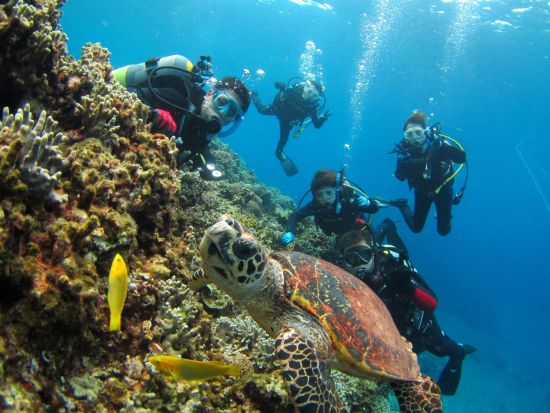 慶良間ボートファンダイビング 選べる2・3DIVE 本格的に楽しく体験♪一生忘れられない景色に出会おう＜1日／送迎相談可／英語対応可能＞