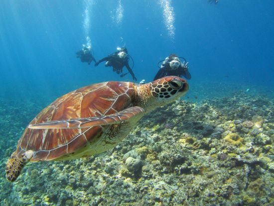 慶良間ボートファンダイビング 選べる2・3DIVE 本格的に楽しく体験♪一生忘れられない景色に出会おう＜1日／送迎相談可／英語対応可能＞