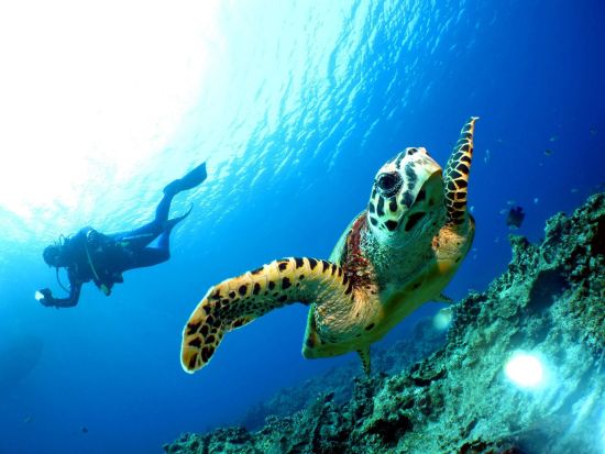 慶良間ボートファンダイビング 選べる2・3DIVE 本格的に楽しく体験♪一生忘れられない景色に出会おう＜1日／送迎相談可／英語対応可能＞