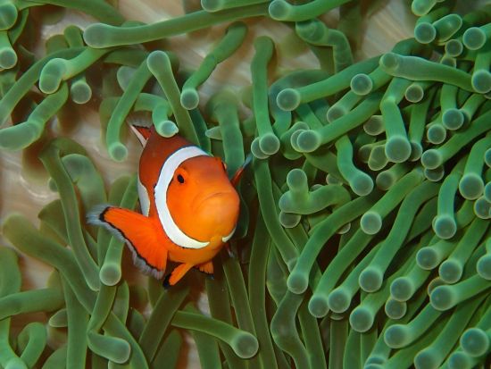 慶良間ボートファンダイビング 選べる2・3DIVE 本格的に楽しく体験♪一生忘れられない景色に出会おう＜1日／送迎相談可／英語対応可能＞