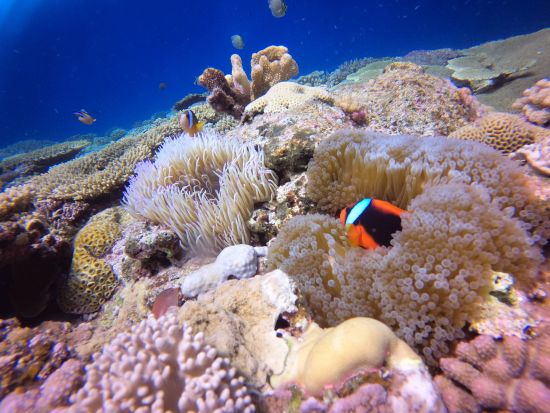 慶良間ボートスノーケリング カラフルなサンゴ礁や魚を間近で見よう！ボートで普段行けないスポットへ行ける贅沢プラン＜1日／送迎相談可／英語対応可能＞