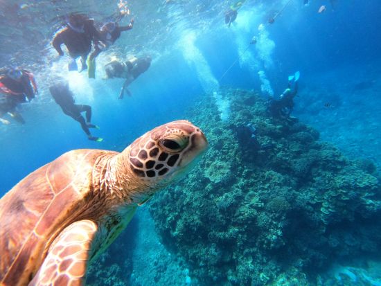 慶良間ボートスノーケリング カラフルなサンゴ礁や魚を間近で見よう！ボートで普段行けないスポットへ行ける贅沢プラン＜1日／送迎相談可／英語対応可能＞