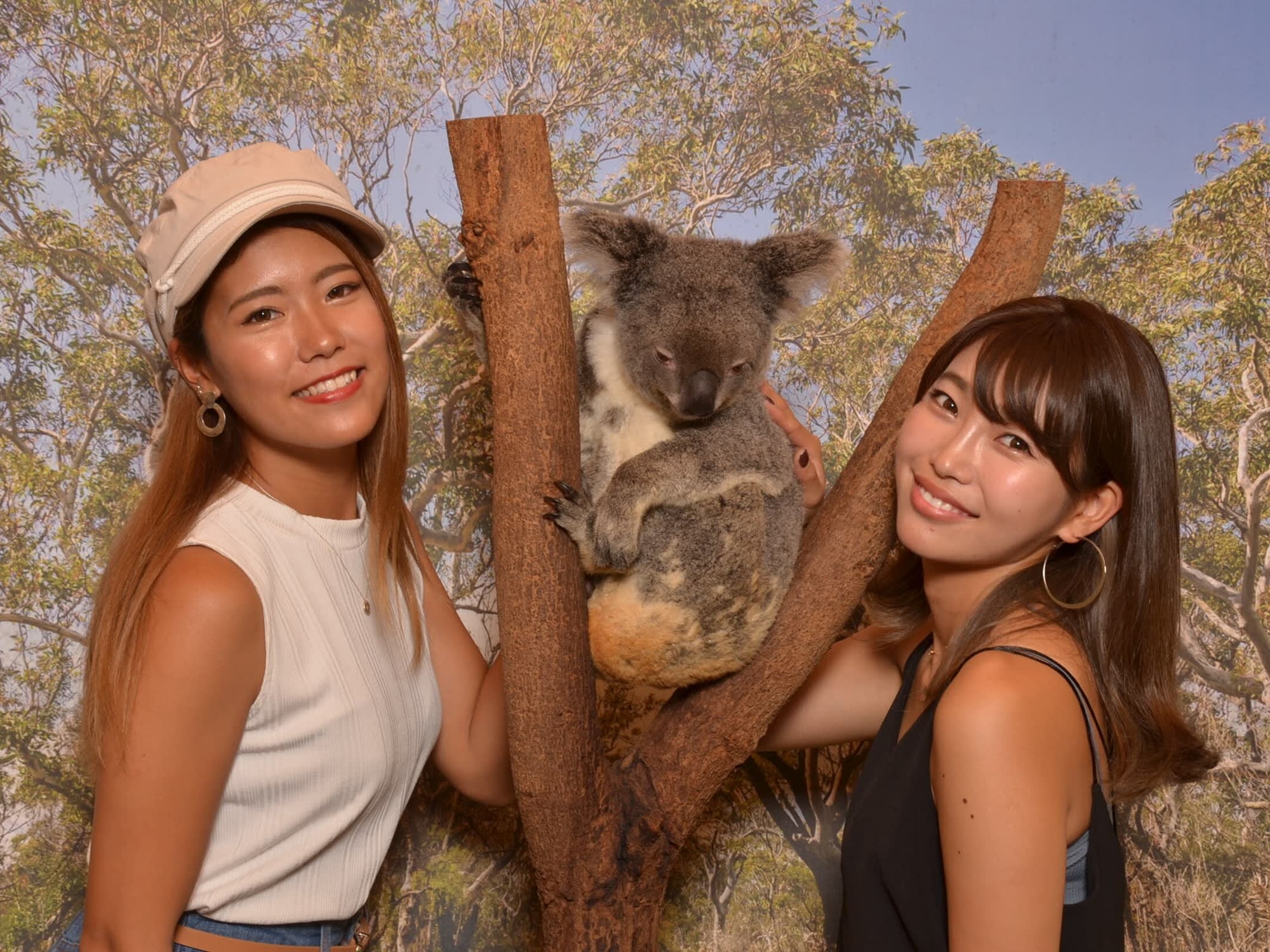 世界遺産キュランダ コアラガーデンズ入園チケット コアラフォト付きプランあり！ | ケアンズの観光・オプショナルツアー専門 VELTRA(ベルトラ)