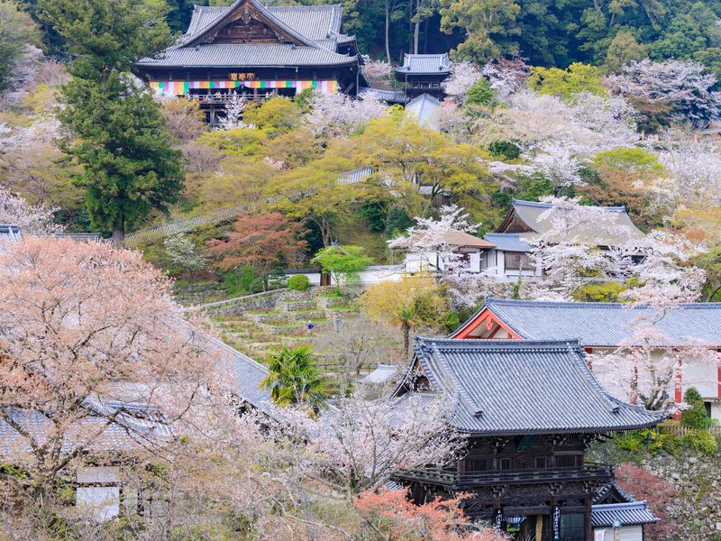 Japan_Nara_pixta_76532675_長谷寺（桜）