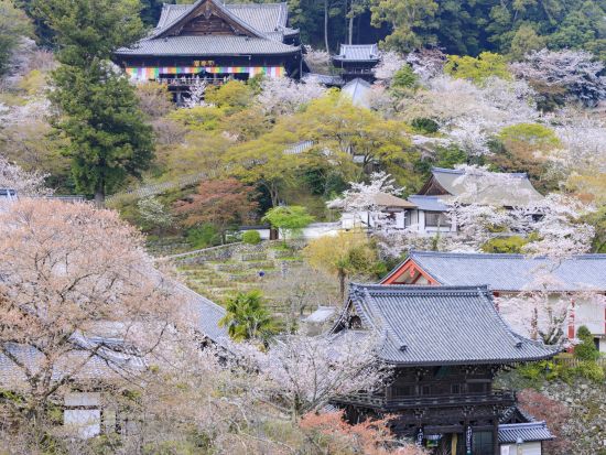 奈良駅発 日帰りバスツアー 大和四寺巡礼 安倍文殊院＋岡寺＋室生寺＋長谷寺を1日で参拝＜昼食付／英語・中国語対応音声ガイドあり／JR奈良駅・近鉄奈良駅発＞