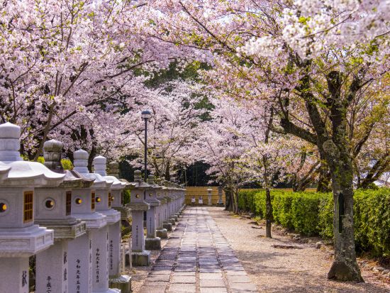 奈良駅発 日帰りバスツアー 大和四寺巡礼 安倍文殊院＋岡寺＋室生寺＋長谷寺を1日で参拝＜昼食付／英語・中国語対応音声ガイドあり／JR奈良駅・近鉄奈良駅発＞