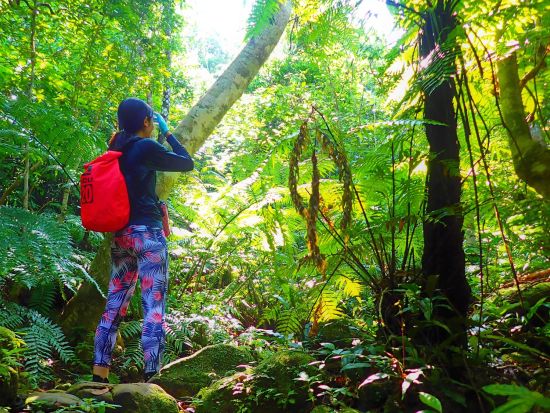 【トレッキング】森林浴トレッキング　西表島のジャングルで森林浴！画像データプレゼント付き＜11月～4月／半日／大原港周辺ホテル無料送迎／西表島＞