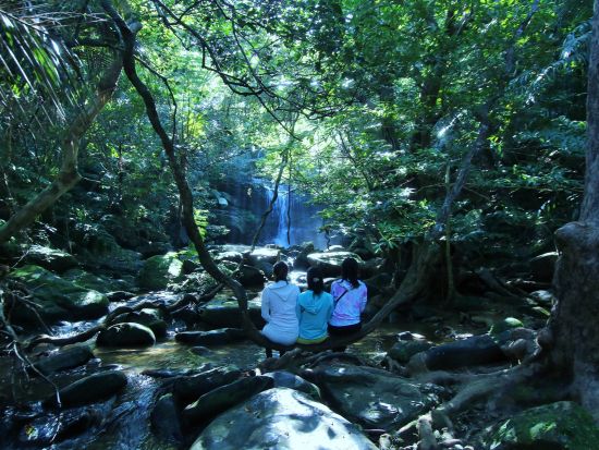 【トレッキング】森林浴トレッキング　西表島のジャングルで森林浴！画像データプレゼント付き＜11月～4月／半日／大原港周辺ホテル無料送迎／西表島＞