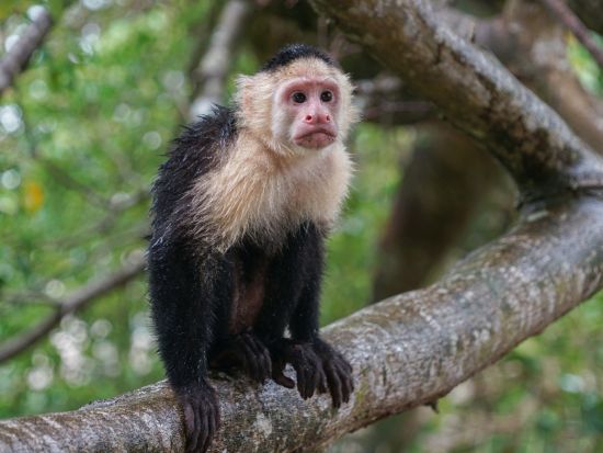 【コスタリカ周遊】観光×バードウォッチングツアー！熱帯雨林のジャングル体験！幻の野鳥ケツァール＆野生動物散策の旅＜4泊5日／英語ガイド／サンホセ発着＞