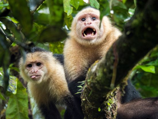 Costa_rica_Tortuguero_shutterstock_1037615686