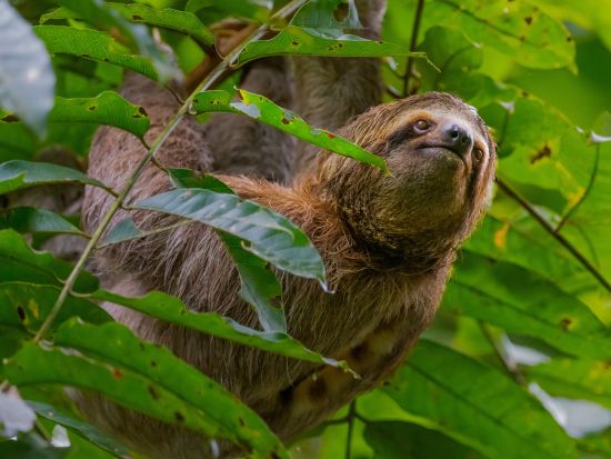 【コスタリカ周遊】観光×バードウォッチングツアー！熱帯雨林のジャングル体験！幻の野鳥ケツァール＆野生動物散策の旅＜4泊5日／英語ガイド／サンホセ発着＞