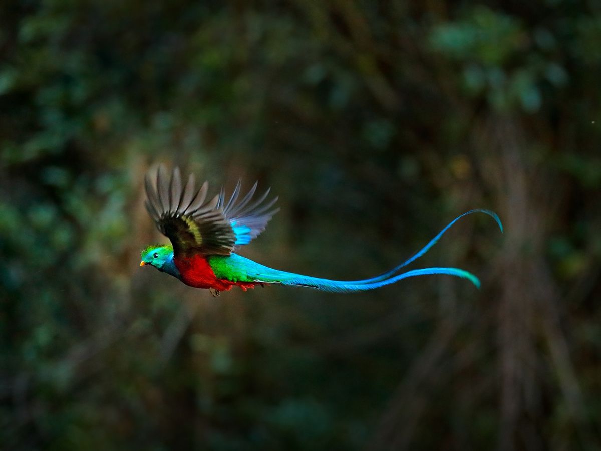 コスタリカ周遊ツアー サンホセ＋サンヘラルド・デ・ドタ＋マヌエルアントニオ 幻の野鳥ケツァール探しや野生動物に出会う旅＜4泊5日／英語ガイド
