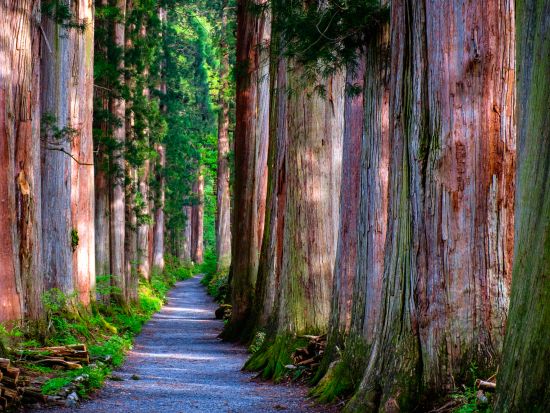 ガイドウォークツアー 戸隠神社を巡る 知識豊富な地元ガイドがご案内 選べる半日・一日プラン＜英語対応可／長野県＞
