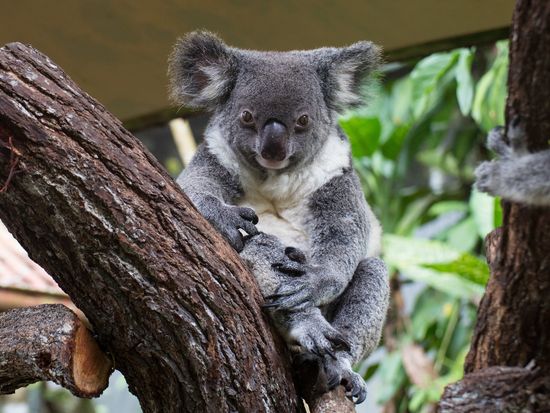 Australia_Queensland_Cairns_Kuranda Koala Gardens_shutterstock_359208617