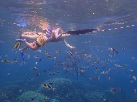 【早朝出発】ウミガメボートシュノーケル　高確率で見られるポイントへご案内＜早朝／日本語ガイド／ボート＞by ジェントリーブルー