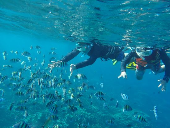 【早朝出発】ウミガメボートシュノーケル　高確率で見られるポイントへご案内＜早朝／日本語ガイド／ボート＞by ジェントリーブルー