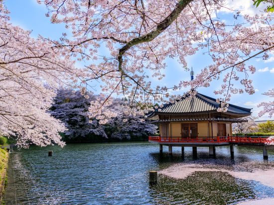 安倍文殊院_pixta_64272373_安倍文殊院（桜）