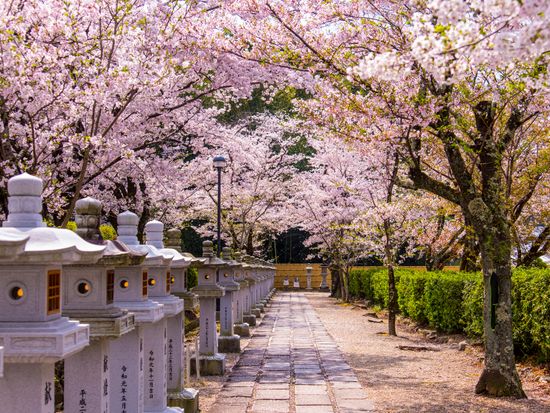 安倍文殊院_pixta_64078075_安倍文殊院（桜）
