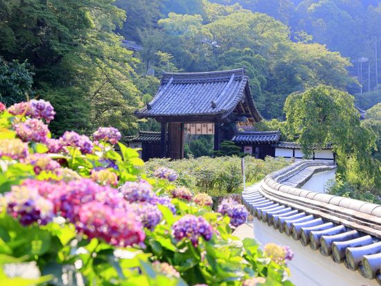 貸切観光タクシー 大和四寺巡礼コース 長谷寺＋室生寺＋岡寺＋安倍文珠院＜1～9名／奈良市内送迎可＞ by 服部タクシー 