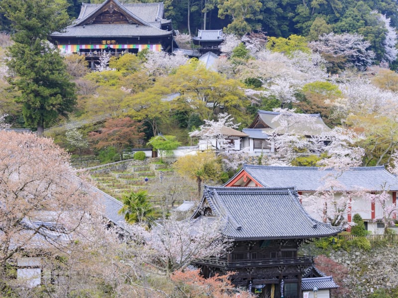 長谷寺_pixta_76532675_長谷寺（桜）