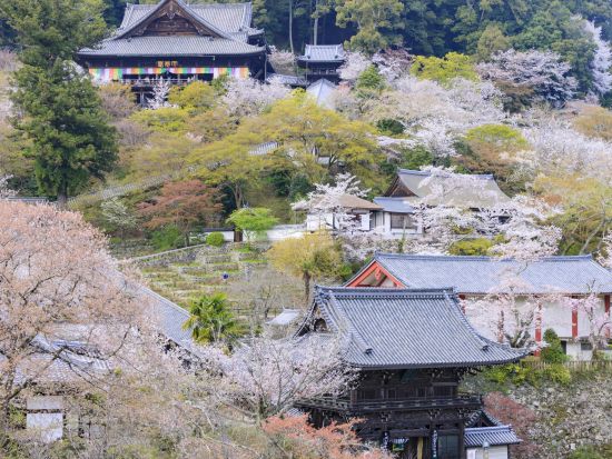 貸切観光タクシー 大和四寺巡礼コース 長谷寺＋室生寺＋岡寺＋安倍文珠院＜1～9名／奈良市内送迎可＞ by 服部タクシー 