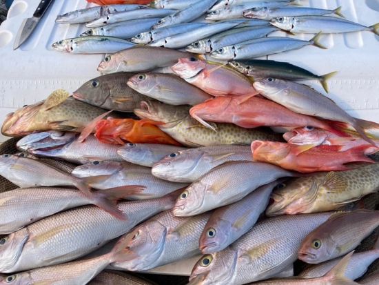 船釣り体験ツアー　手ぶらでOK！穏やかな大島海峡でのんびりフィッシング ＜3時間または6時間／瀬戸内町＞ by ダンデライオン奄美