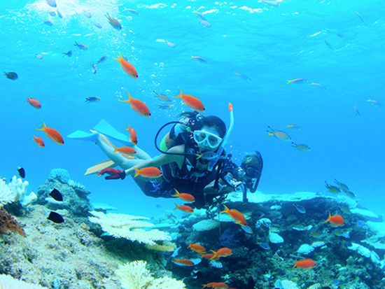 幻の島上陸+体験ダイビング 人気アクテビティを短時間で効率よく体験♪"幻の島の絶景"と"透き通る綺麗な海"を体感してみたい方にオススメ◎＜半日／送迎可／石垣島＞