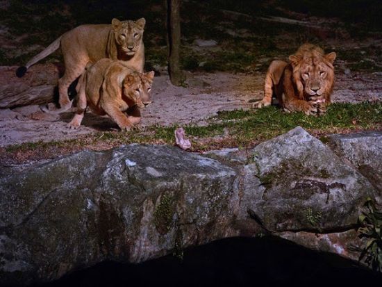 ナイトサファリツアー　マルチランゲージ（日本語音声）トラム確約 アニマルショー鑑賞 ＜入場チケット込／夕食付きプランあり／日本語ガイド／往復送迎＞by JTB 