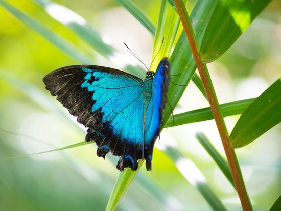 Australia_Cairns_butterfly_Ulysses_pixta_13467918_M