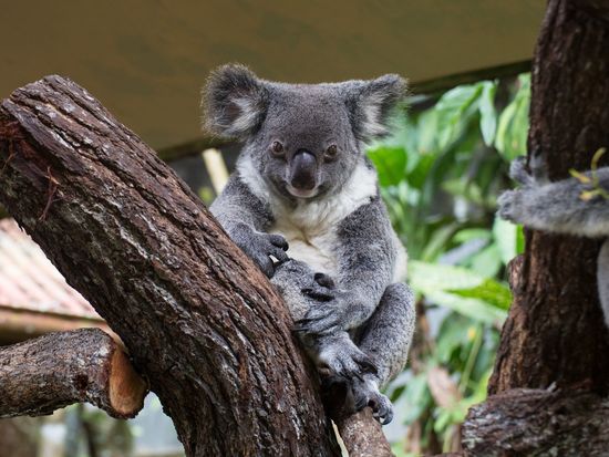 Australia_Queensland_Cairns_Kuranda Koala Gardens_shutterstock_359208617 (1)