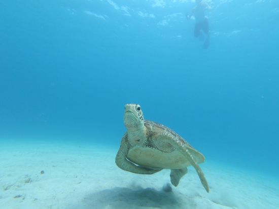 【奄美大島発】加計呂麻島 シュノーケリングツアー ロングプランでは島の観光スポットにもご案内 ＜2.5時間または5.5時間＞ by ダンデライオン奄美 