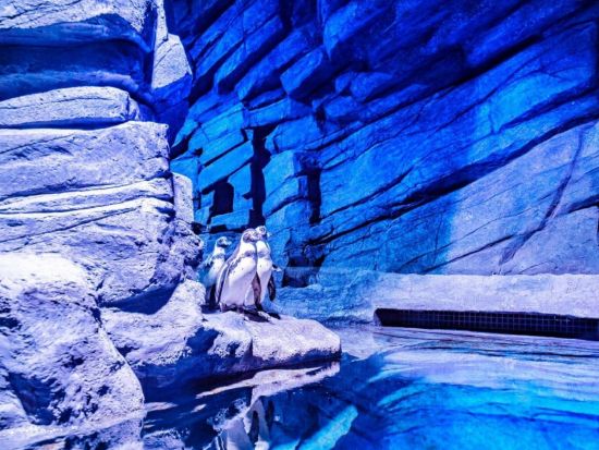 アクアリアプーケット　チケット予約・前売り券