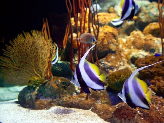 アンダーウォーターワールドパタヤ　チケット予約・前売り券