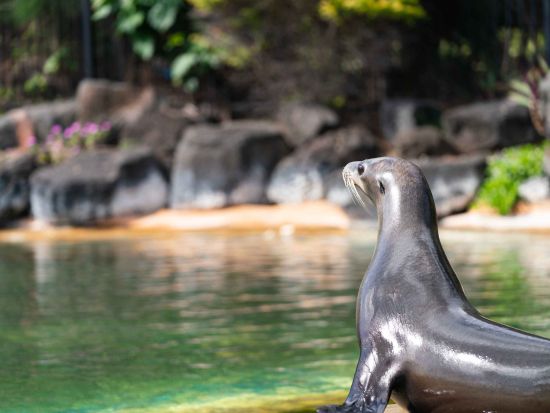 シーライフパークのユニーク体験プログラム　かわいい赤ちゃんサメと泳ぐシャーク・シュノーケルまたはアシカとの触れ合いシーライオン（アシカ）エンカウンター