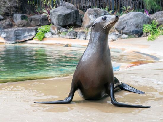 シーライフパーク・ハワイ　イルカと触れ合える人気プログラムは選べる3プラン　海の生き物への餌やり体験、イルカやアシカのショーなど充実の園内＜送迎付きプランあり＞