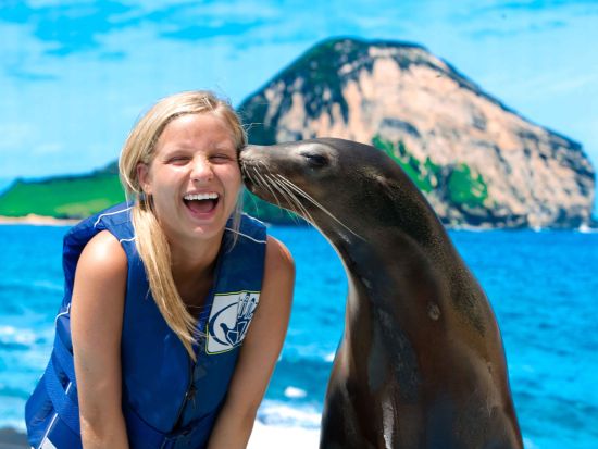 シーライフパークのユニーク体験プログラム　かわいい赤ちゃんサメと泳ぐシャーク・シュノーケルまたはアシカとの触れ合いシーライオン（アシカ）エンカウンター