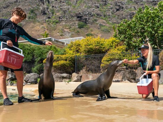 シーライフパーク・ハワイ入場券　イルカや海の動物と遊ぶ人気プログラムが楽しめる