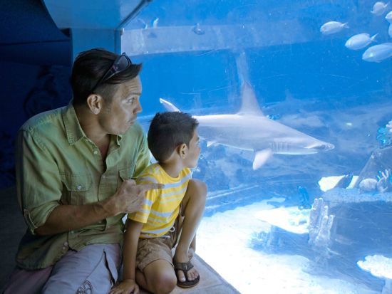 シーライフパーク・ハワイ入場券　イルカや海の動物と遊ぶ人気プログラムが楽しめる