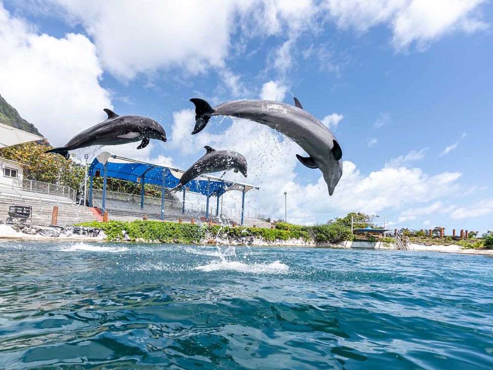 Sea Life Park Tickets General Admission Day Pass, Exhibits