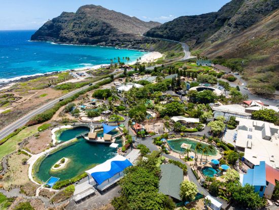 シーライフパークのユニーク体験プログラム　かわいい赤ちゃんサメと泳ぐシャーク・シュノーケルまたはアシカとの触れ合いシーライオン（アシカ）エンカウンター