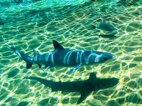 シーライフパークのユニーク体験プログラム　かわいい赤ちゃんサメと泳ぐシャーク・シュノーケルまたはアシカとの触れ合いシーライオン（アシカ）エンカウンター