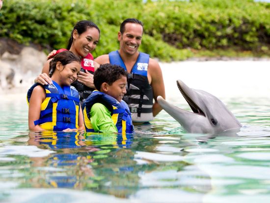 シーライフパーク・ハワイ　イルカと触れ合える人気プログラムは選べる3プラン　海の生き物への餌やり体験、イルカやアシカのショーなど充実の園内＜送迎付きプランあり＞