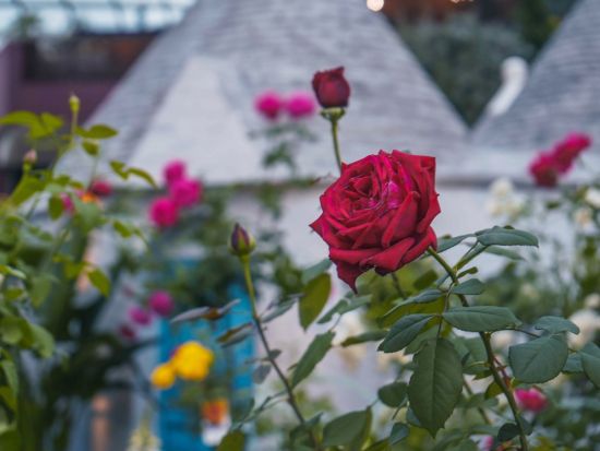 近未来型植物園 ガーデンズ・バイ・ザ・ベイ　入場チケット＜日付指定なし＞