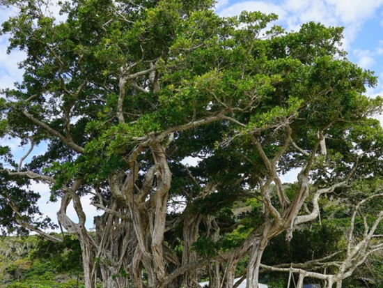【奄美大島発】加計呂麻島観光ツアー 短い時間で効率よく島の魅力に触れる旅 ＜最大6名／3時間＞ by ダンデライオン奄美
