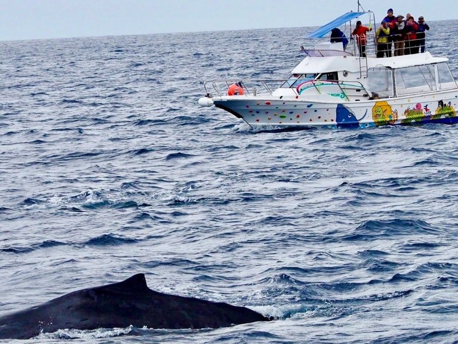 奄美大島ホエールウォッチング 迫力満点のザトウクジラを見に行こう